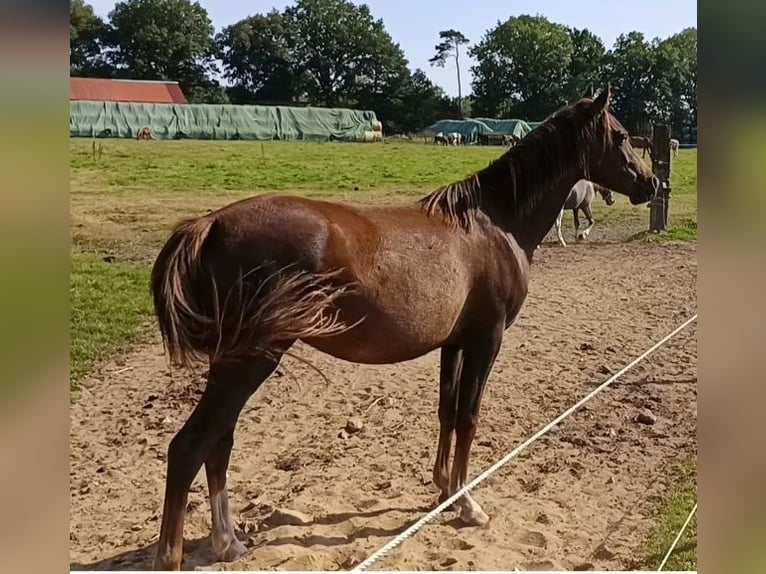 More ponies/small horses Mare 4 years 13,1 hh Chestnut in Hamburg Lemsahl-Mellingstedt