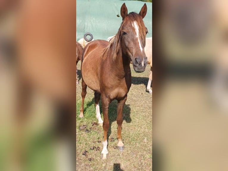 More ponies/small horses Mare 4 years 13,1 hh Chestnut in Hamburg Lemsahl-Mellingstedt