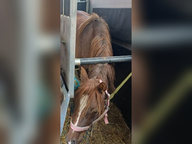 More ponies/small horses Mare 4 years 13,1 hh Chestnut in Hamburg Lemsahl-Mellingstedt