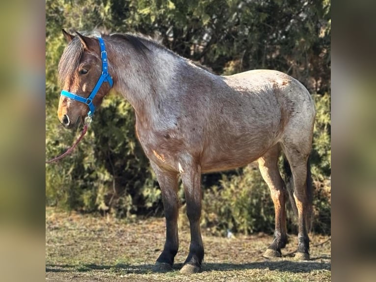 More ponies/small horses Mare 4 years 13,2 hh in Deggendorf