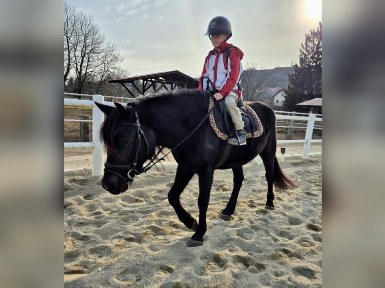 More ponies/small horses Mare 4 years 13,3 hh Black in Strass im strassertal