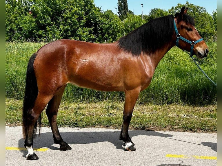 More ponies/small horses Mare 4 years 13,3 hh Brown in Deggendorf