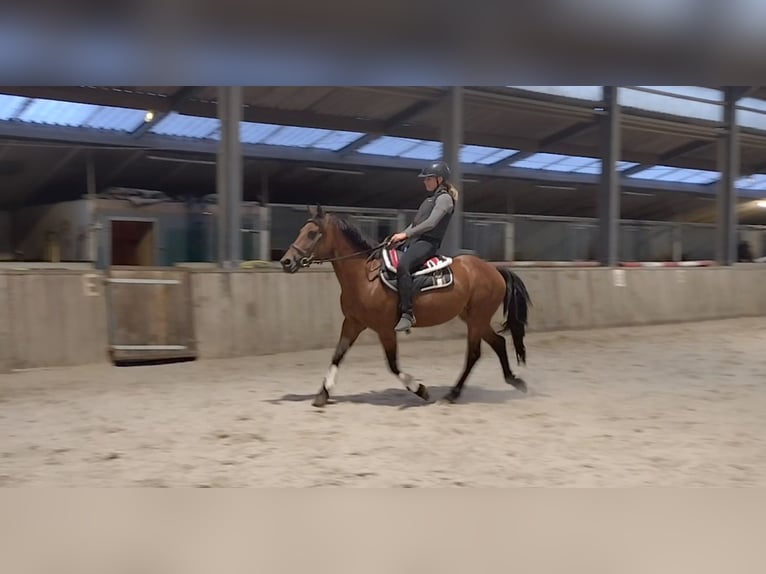 More ponies/small horses Mare 4 years 14,1 hh Brown in Klundert