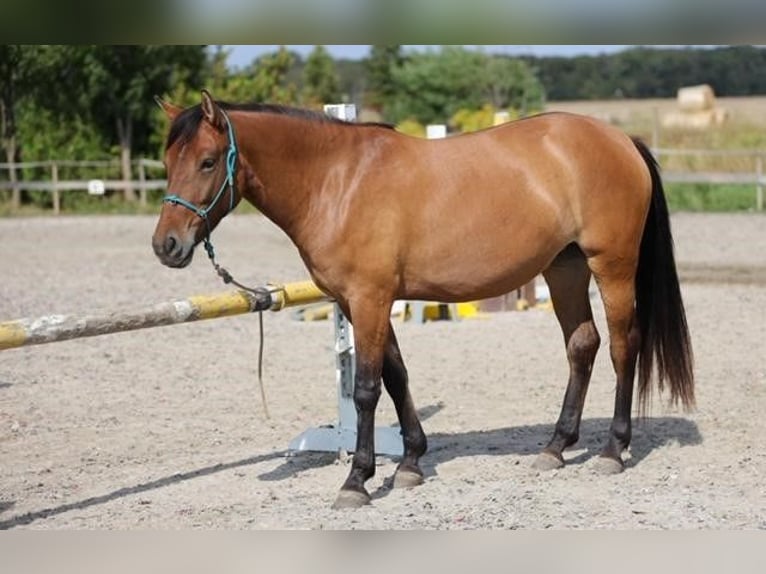 More ponies/small horses Mare 4 years 14,1 hh Brown in Rajka