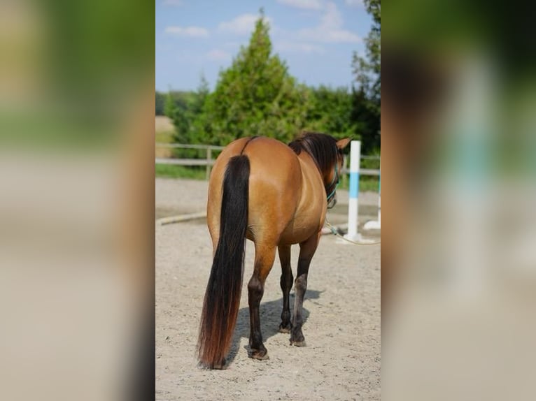 More ponies/small horses Mare 4 years 14,1 hh Brown in Rajka