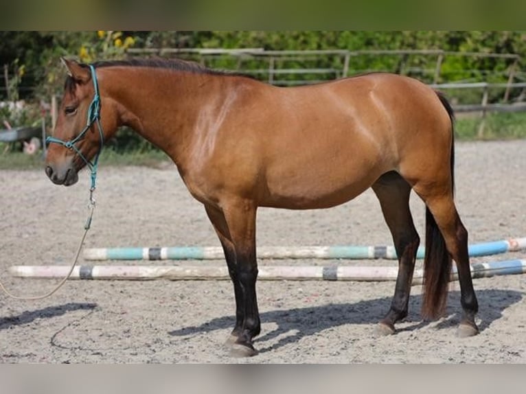 More ponies/small horses Mare 4 years 14,1 hh Brown in Rajka