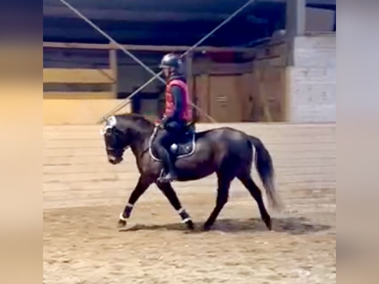 More ponies/small horses Mare 4 years 14,2 hh Bay-Dark in Pelmberg 15