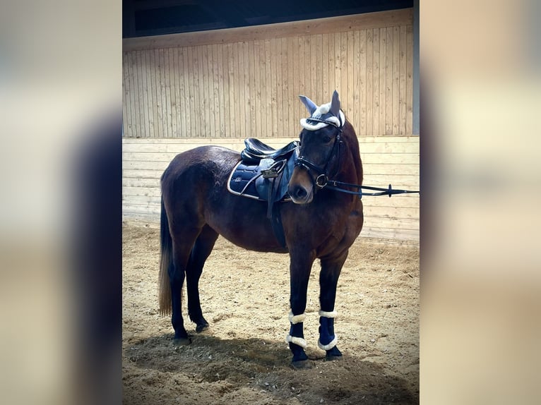 More ponies/small horses Mare 4 years 14,2 hh Bay-Dark in Pelmberg 15