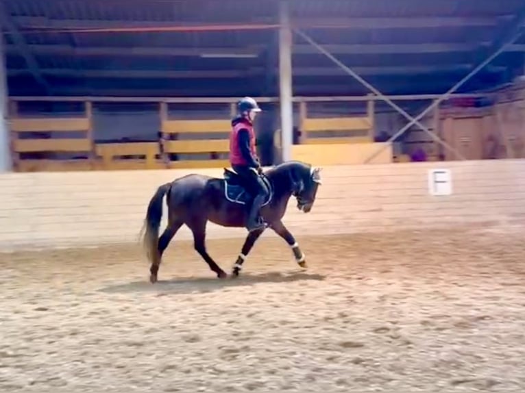 More ponies/small horses Mare 4 years 14,2 hh Bay-Dark in Pelmberg 15