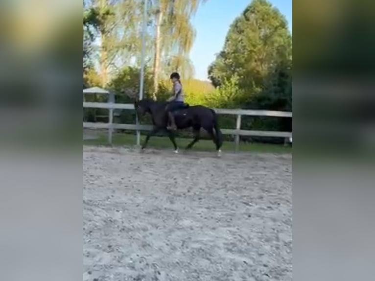 More ponies/small horses Mare 4 years 14,2 hh Black in Borod