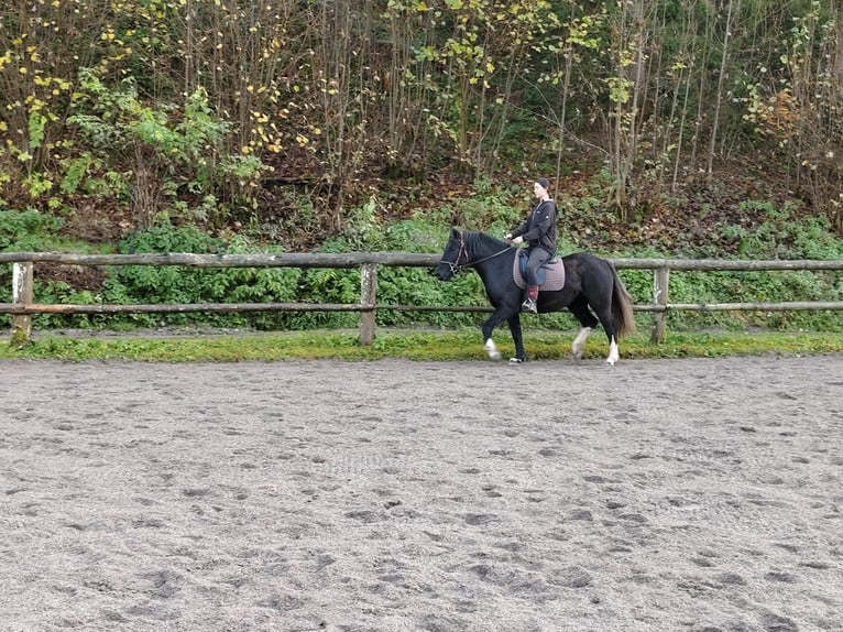 More ponies/small horses Mare 4 years 14,2 hh Black in Scheffau am Wilden Kaiser