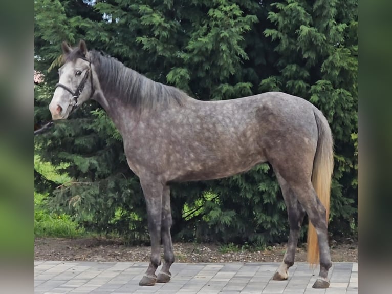 More ponies/small horses Mare 4 years 14,2 hh Gray in Deggendorf