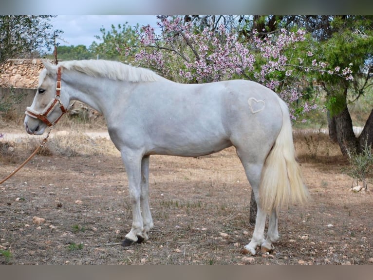 More ponies/small horses Mare 4 years 14,2 hh Palomino in Valencia