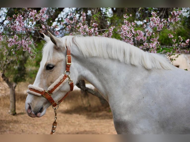 More ponies/small horses Mare 4 years 14,2 hh Palomino in Valencia