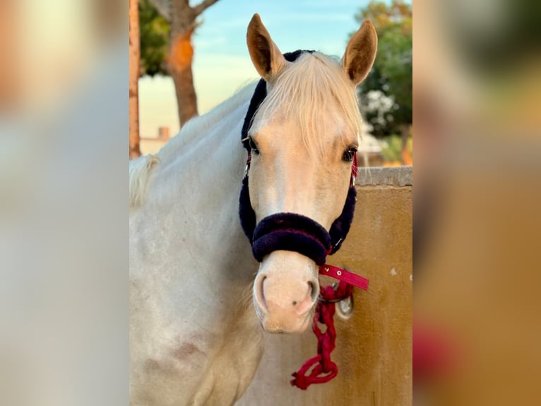 More ponies/small horses Mare 4 years 14,2 hh Palomino in Valencia