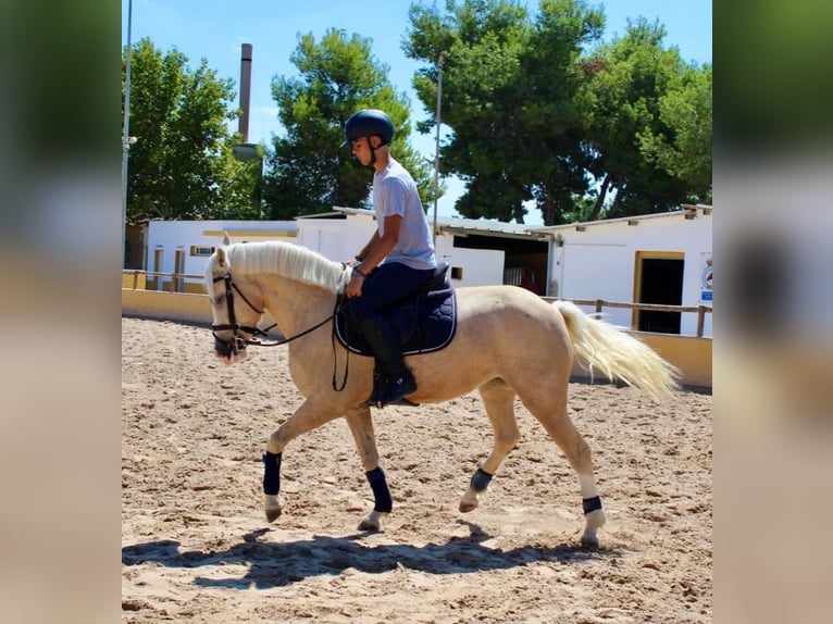 More ponies/small horses Mare 4 years 14,2 hh Palomino in Valencia