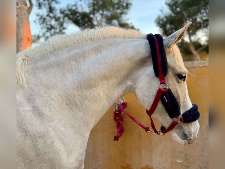 More ponies/small horses Mare 4 years 14,2 hh Palomino in Valencia