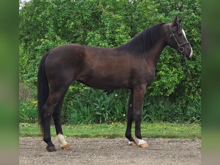 More ponies/small horses Mare 4 years 14 hh Brown in Deggendorf