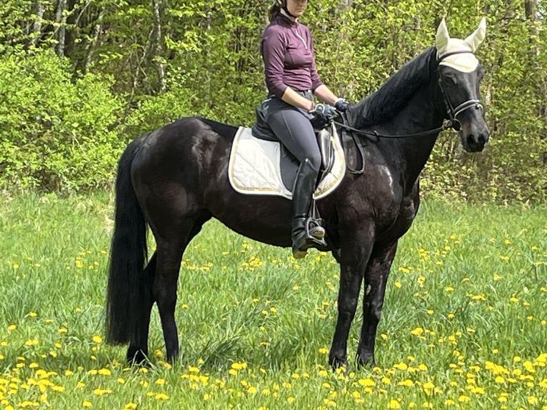 More ponies/small horses Mare 4 years 15,1 hh Black in Ursensollen