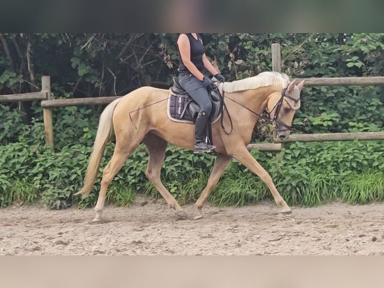 More ponies/small horses Mare 4 years 15,1 hh Palomino in Nettetal