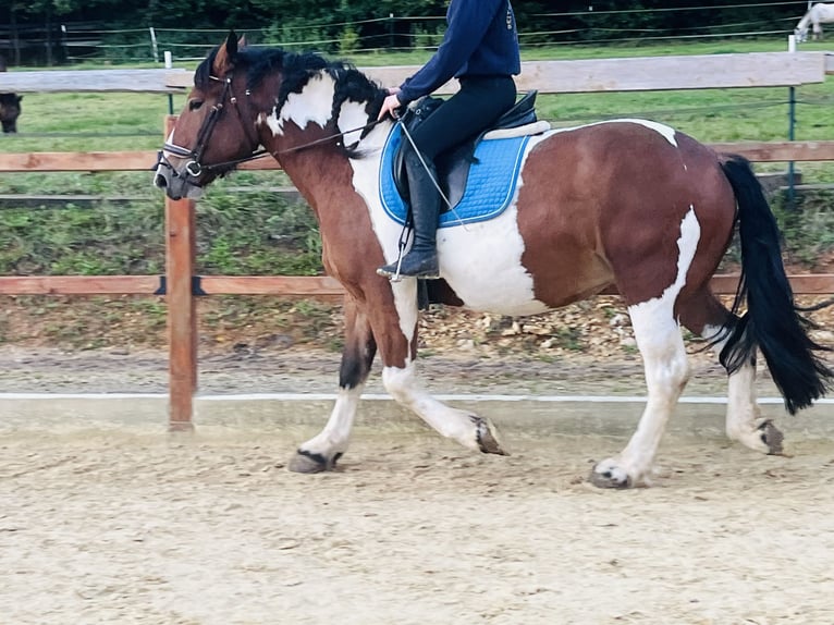 More ponies/small horses Mare 4 years 15,1 hh Pinto in Ursensollen