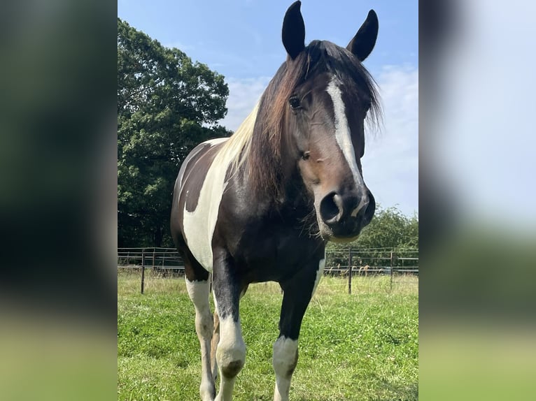 More ponies/small horses Mix Mare 4 years 15,1 hh Tobiano-all-colors in Aarschot