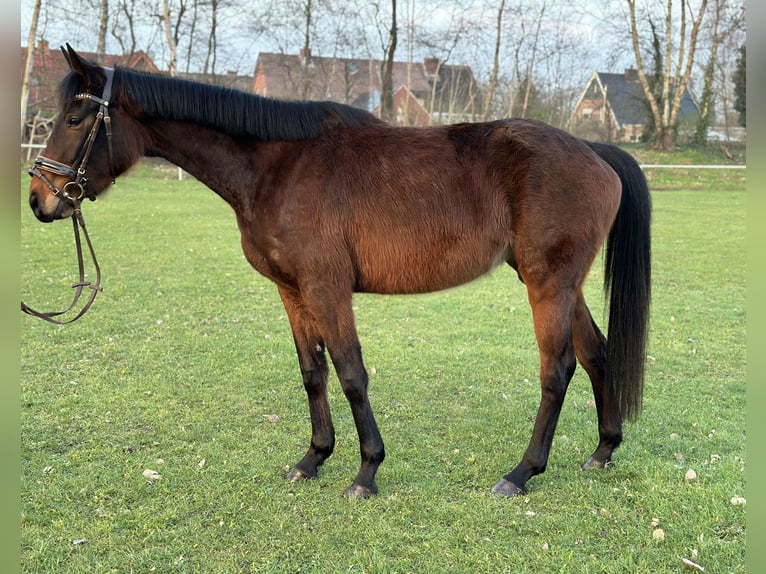 More ponies/small horses Mix Mare 4 years 15 hh Brown in Twist