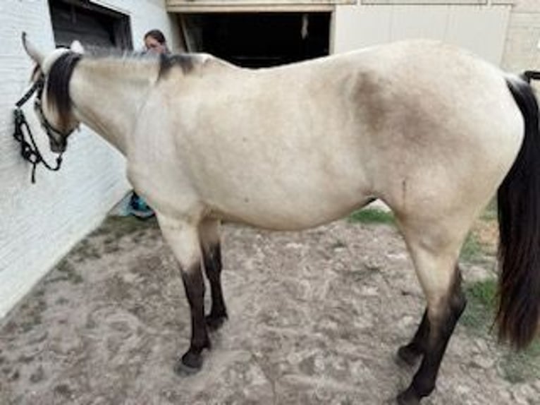 More ponies/small horses Mix Mare 4 years 15 hh Dun in Bazas