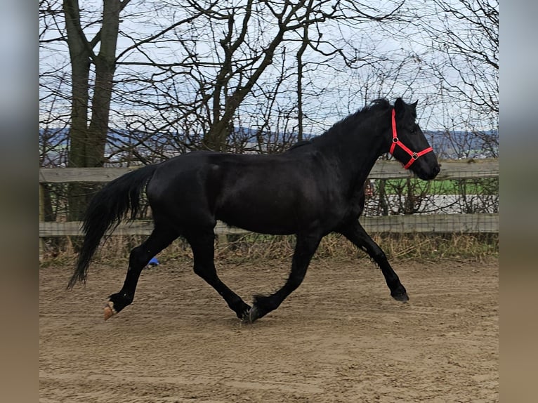 More ponies/small horses Mix Mare 4 years 15 hh in Bad Camberg