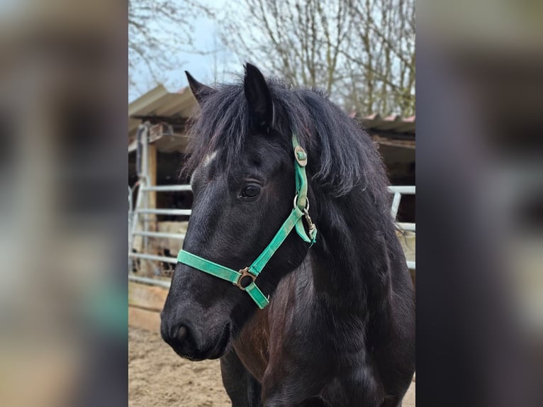 More ponies/small horses Mix Mare 4 years 15 hh in Bad Camberg