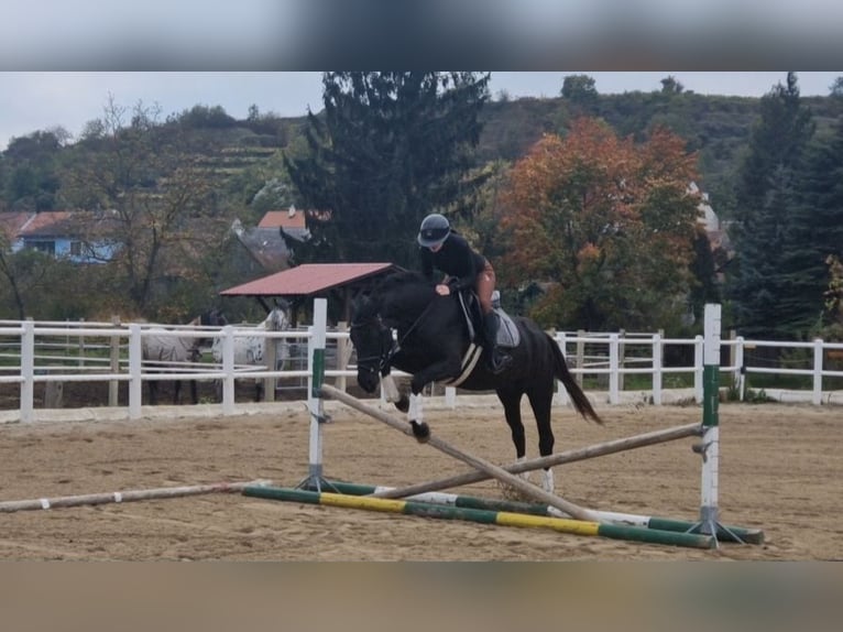 More ponies/small horses Mare 4 years 15 hh Smoky-Black in Strass im Strassertal