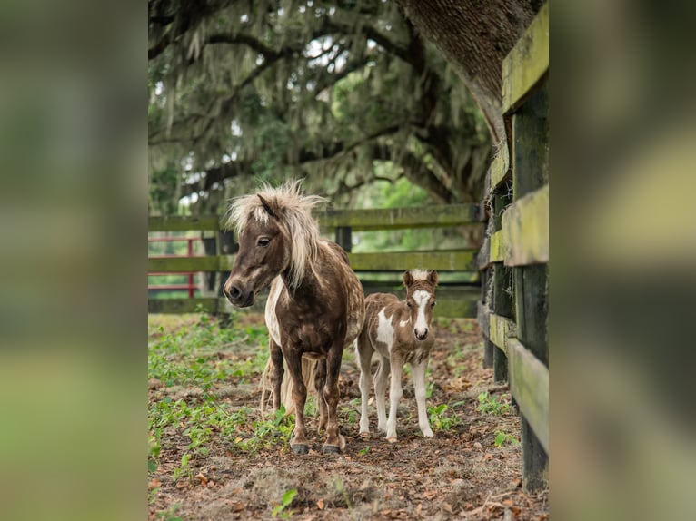 More ponies/small horses Mare 4 years 7,2 hh in Ocala