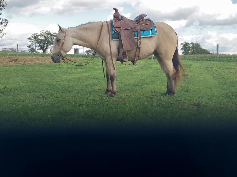 More ponies/small horses Mare 5 years 12,1 hh Buckskin in Allenwood