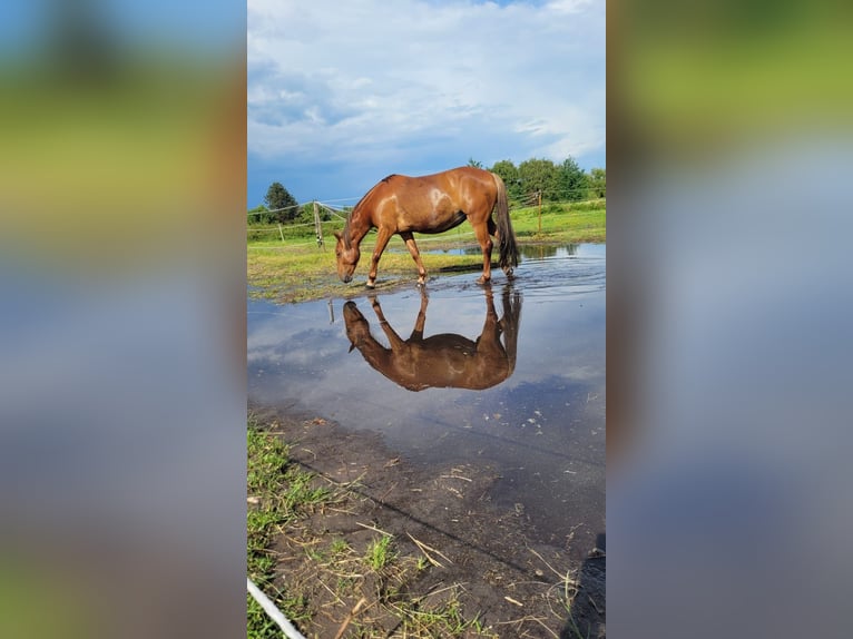 More ponies/small horses Mare 5 years 13,2 hh Chestnut-Red in Neu Steinhorst