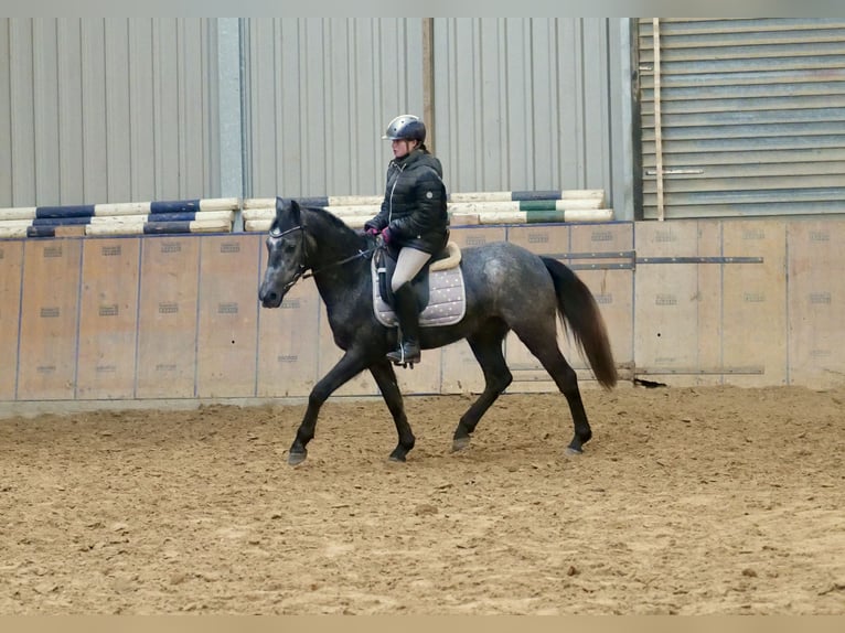 More ponies/small horses Mare 5 years 13,2 hh Gray-Blue-Tan in Neustadt (Wied)