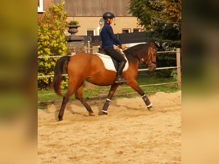 More ponies/small horses Mare 5 years 14,1 hh Brown in Velpke