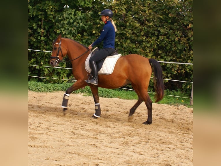 More ponies/small horses Mare 5 years 14,1 hh Brown in Velpke