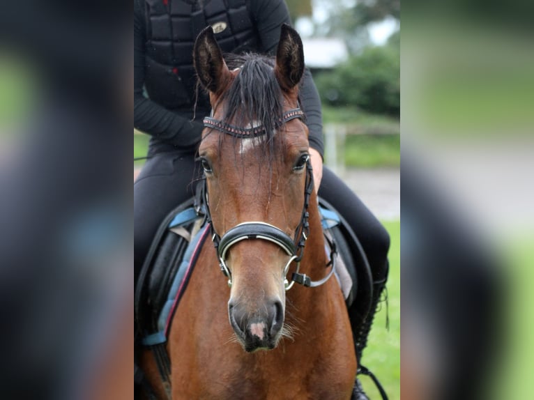 More ponies/small horses Mix Mare 5 years 14,1 hh Brown in Neumünster