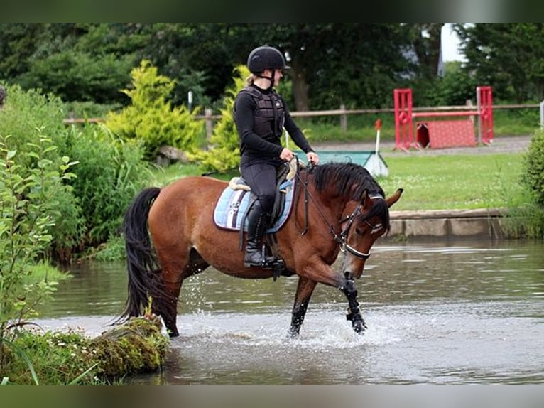 More ponies/small horses Mix Mare 5 years 14,1 hh Brown in Neumünster