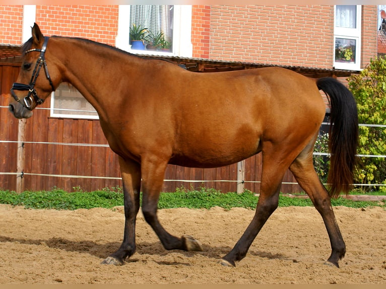 More ponies/small horses Mare 5 years 14,1 hh Brown in Velpke