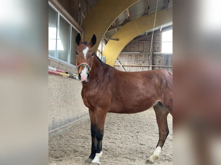 More ponies/small horses Mare 5 years 14,1 hh Brown in Pfullendorf