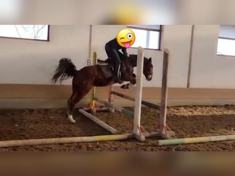 More ponies/small horses Mare 5 years 14,1 hh Brown in Pfullendorf