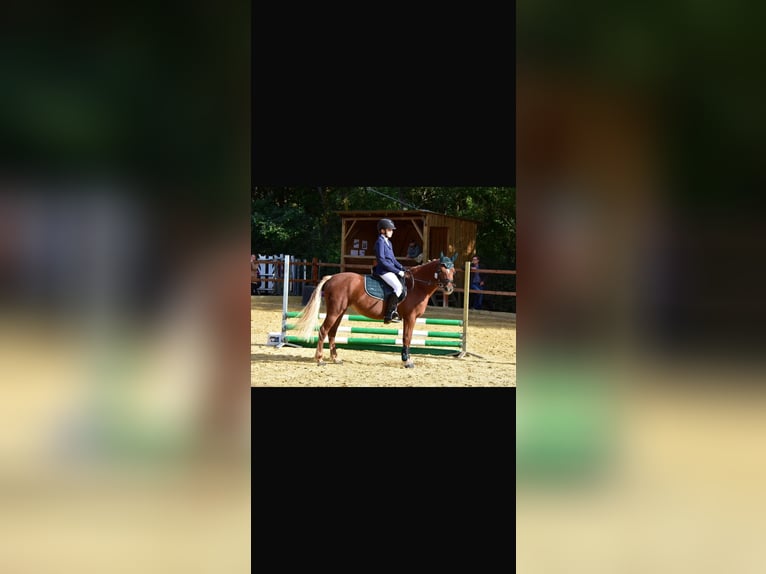 More ponies/small horses Mare 5 years 14,1 hh Brown-Light in Ursensollen