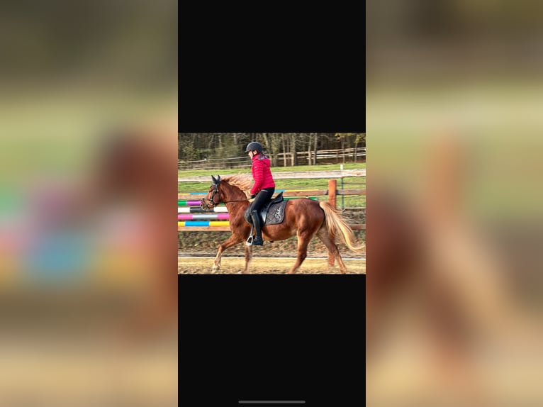 More ponies/small horses Mare 5 years 14,1 hh Brown-Light in Ursensollen