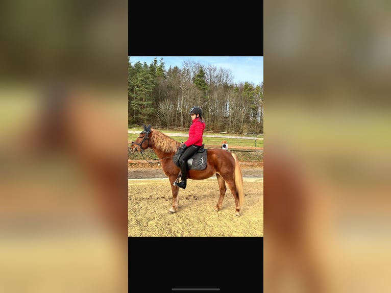 More ponies/small horses Mare 5 years 14,1 hh Brown-Light in Ursensollen