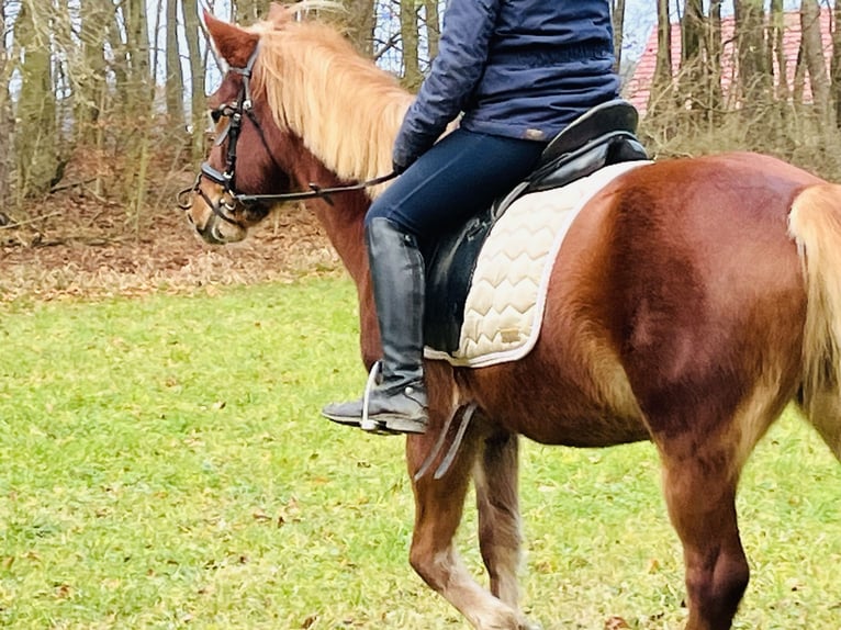 More ponies/small horses Mare 5 years 14,1 hh Brown-Light in Ursensollen