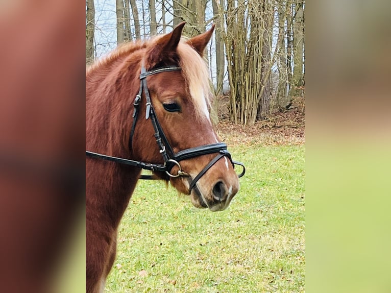 More ponies/small horses Mare 5 years 14,1 hh Brown-Light in Ursensollen