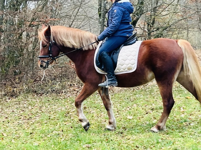 More ponies/small horses Mare 5 years 14,1 hh Brown-Light in Ursensollen