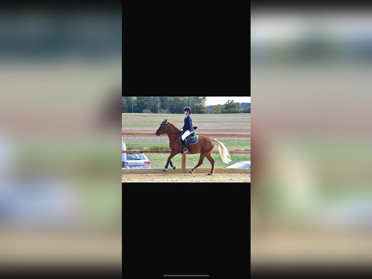 More ponies/small horses Mare 5 years 14,1 hh Brown-Light in Ursensollen