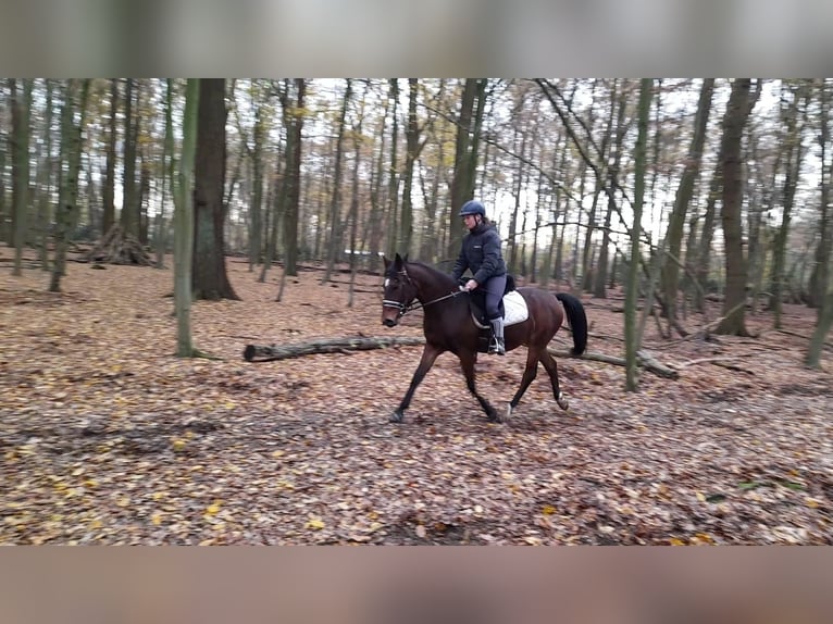 More ponies/small horses Mare 5 years 14,1 hh Brown in Braunschweig
